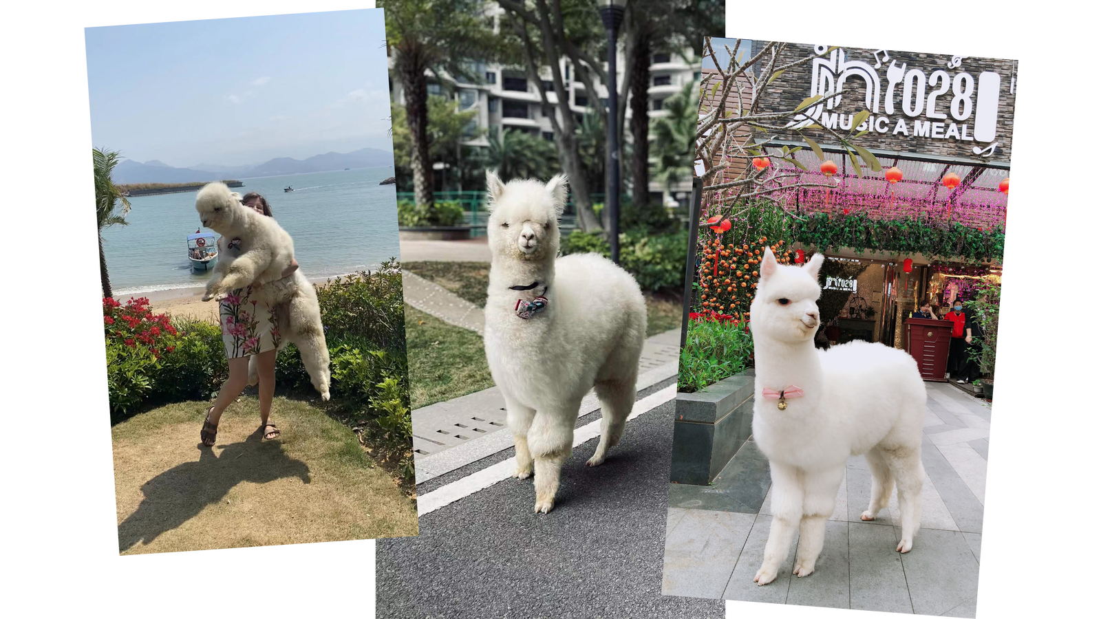 TikTok is blocking alpaca influencers from livestreaming in China ...