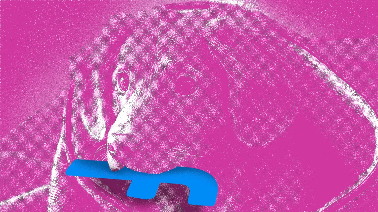 Facebook groups help with pet adoption in India - Rest of World