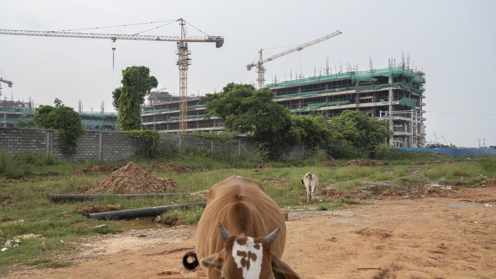 A photo showing two cows grazing in a open field near a construction project.