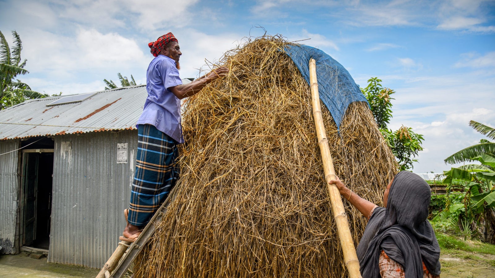 A man wearing a traditional turban stands on a ladder, placing hay on top of a large haystack, while a woman in a gray scarf looks up and holds a long bamboo pole for support, with a corrugated metal shed and greenery in the background under a partly cloudy sky.