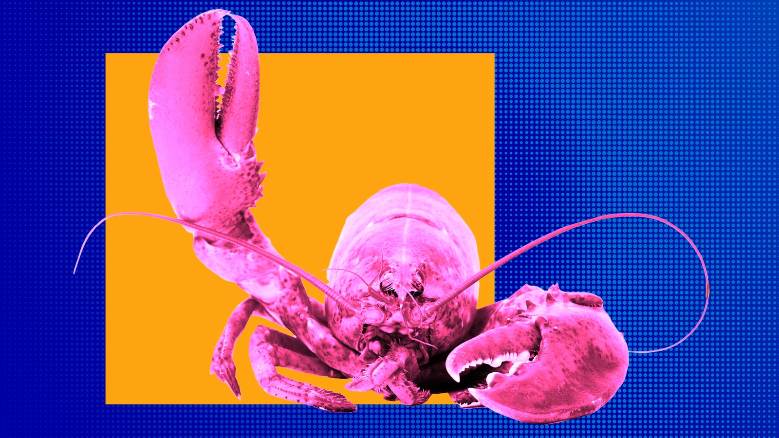 A vibrant pink lobster with large claws against a bold orange square and a blue dotted background.
