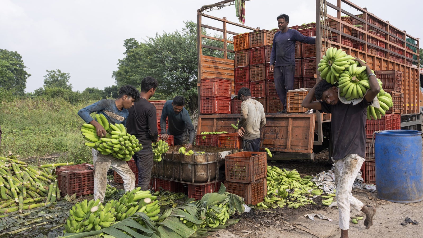 Workers unloading crates of bananas from a truck, while others sort and carry them amidst green foliage.