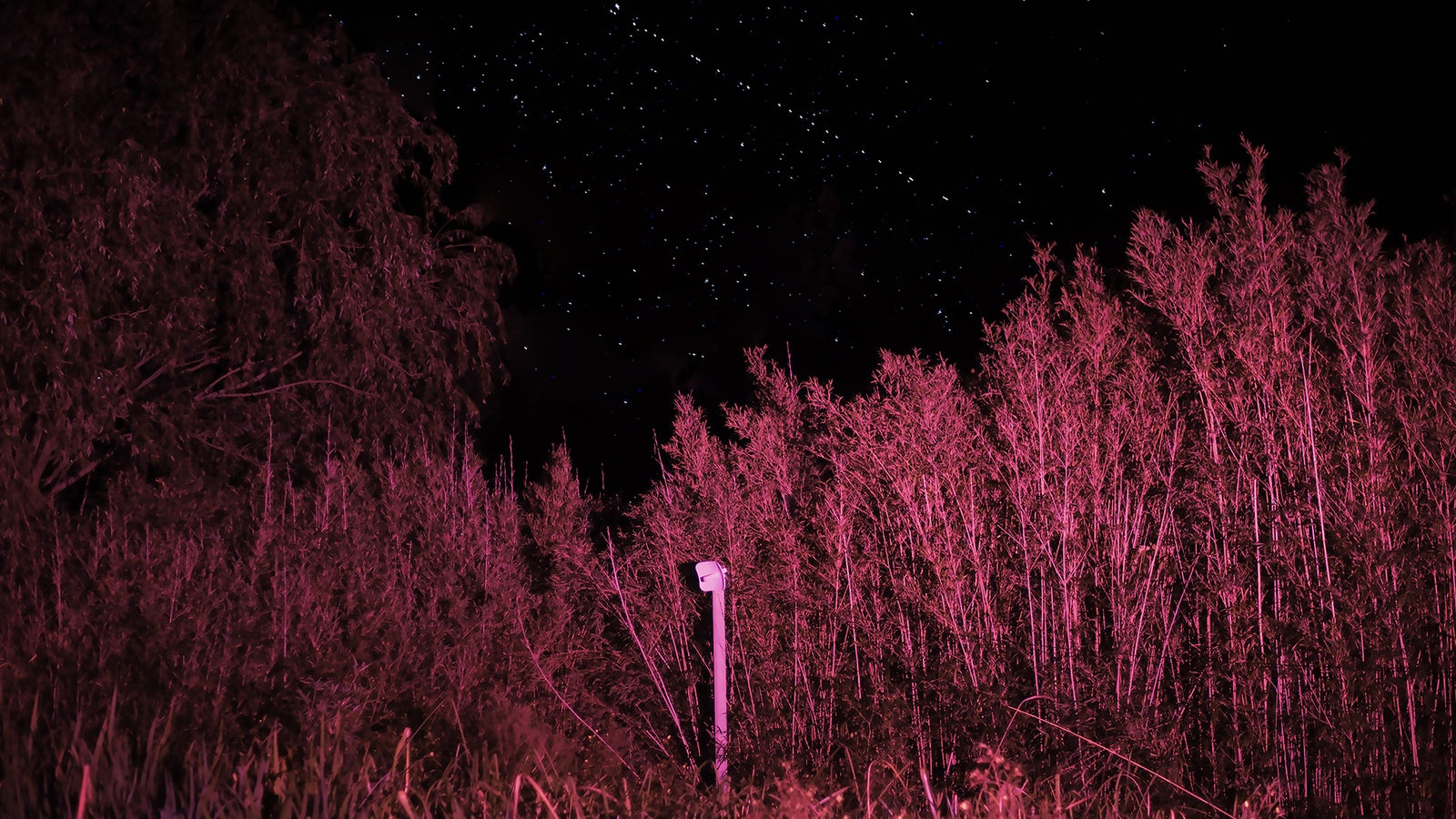 A landscape of tall, pink-hued vegetation under a starry night sky, with a white structure partially visible.